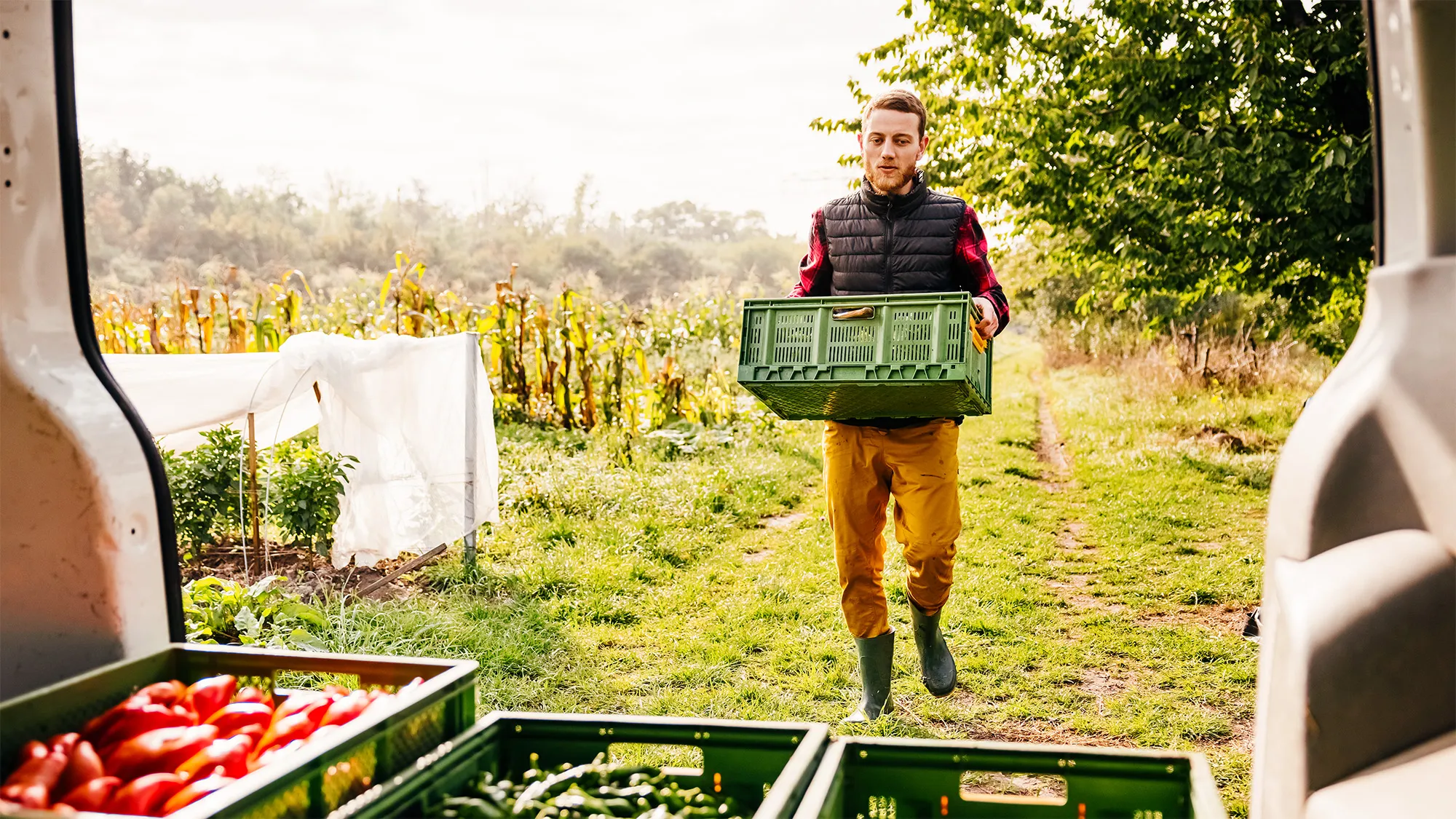 farmer loading car with produce